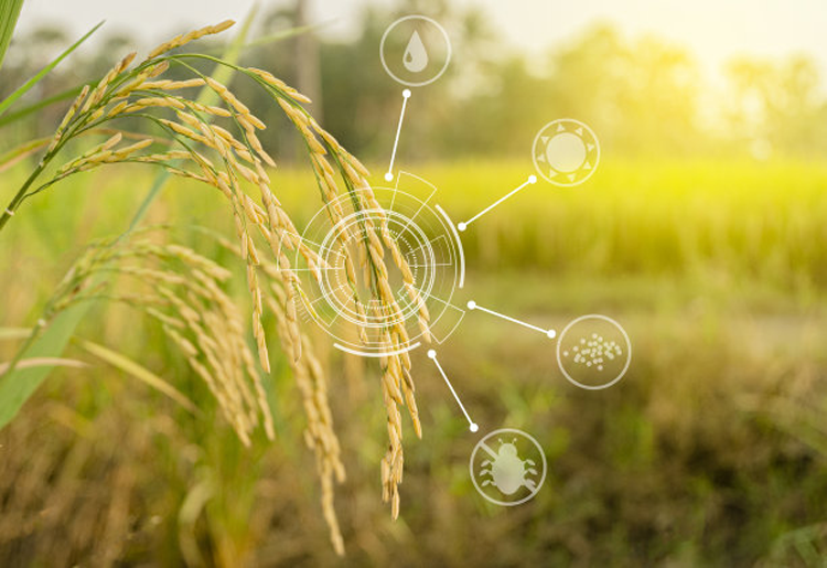 小麦控旺调节小麦品种-领先化工控旺剂批发