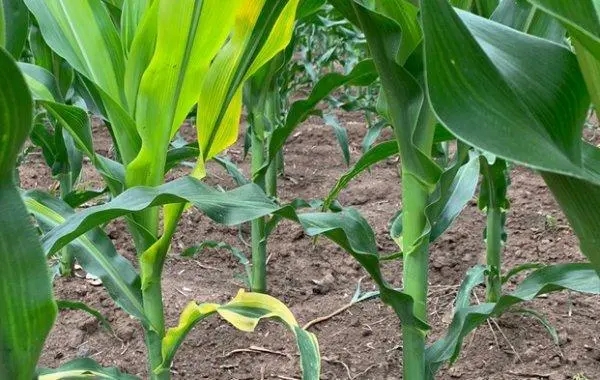 玉米秃尖 玉米秃尖