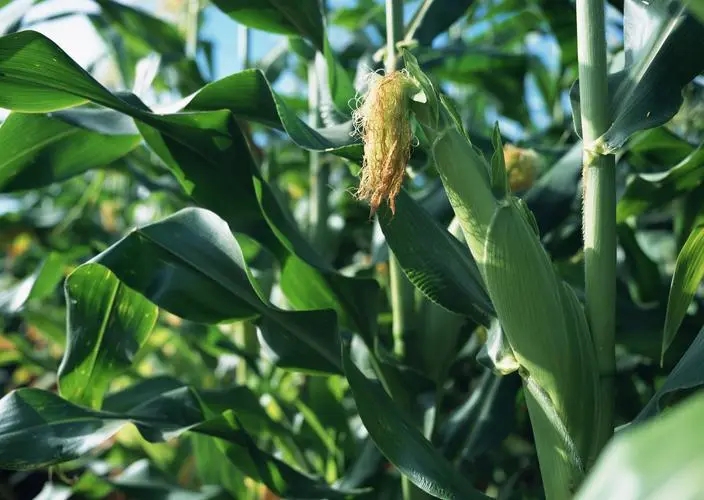 玉米倒伏 玉米倒伏