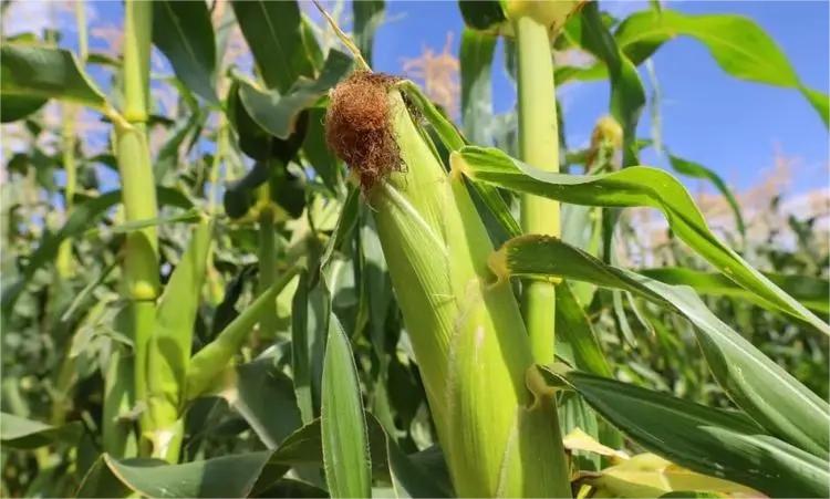 玉米倒伏 玉米倒伏