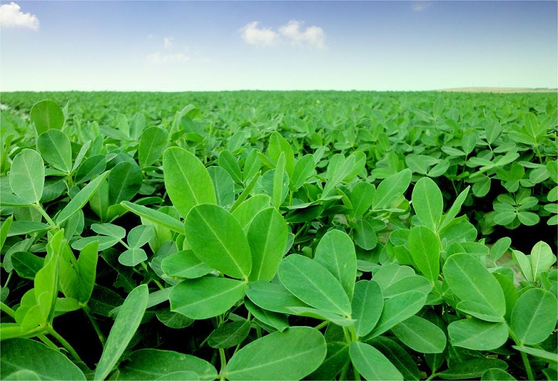 花生种植 花生种植
