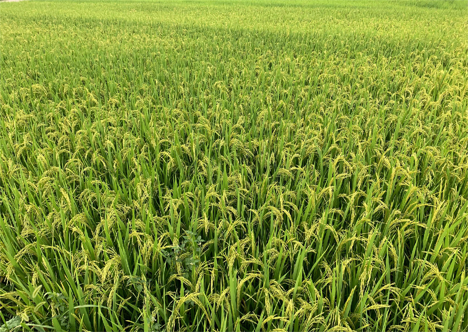 水稻抽穗结实期 水稻抽穗结实期