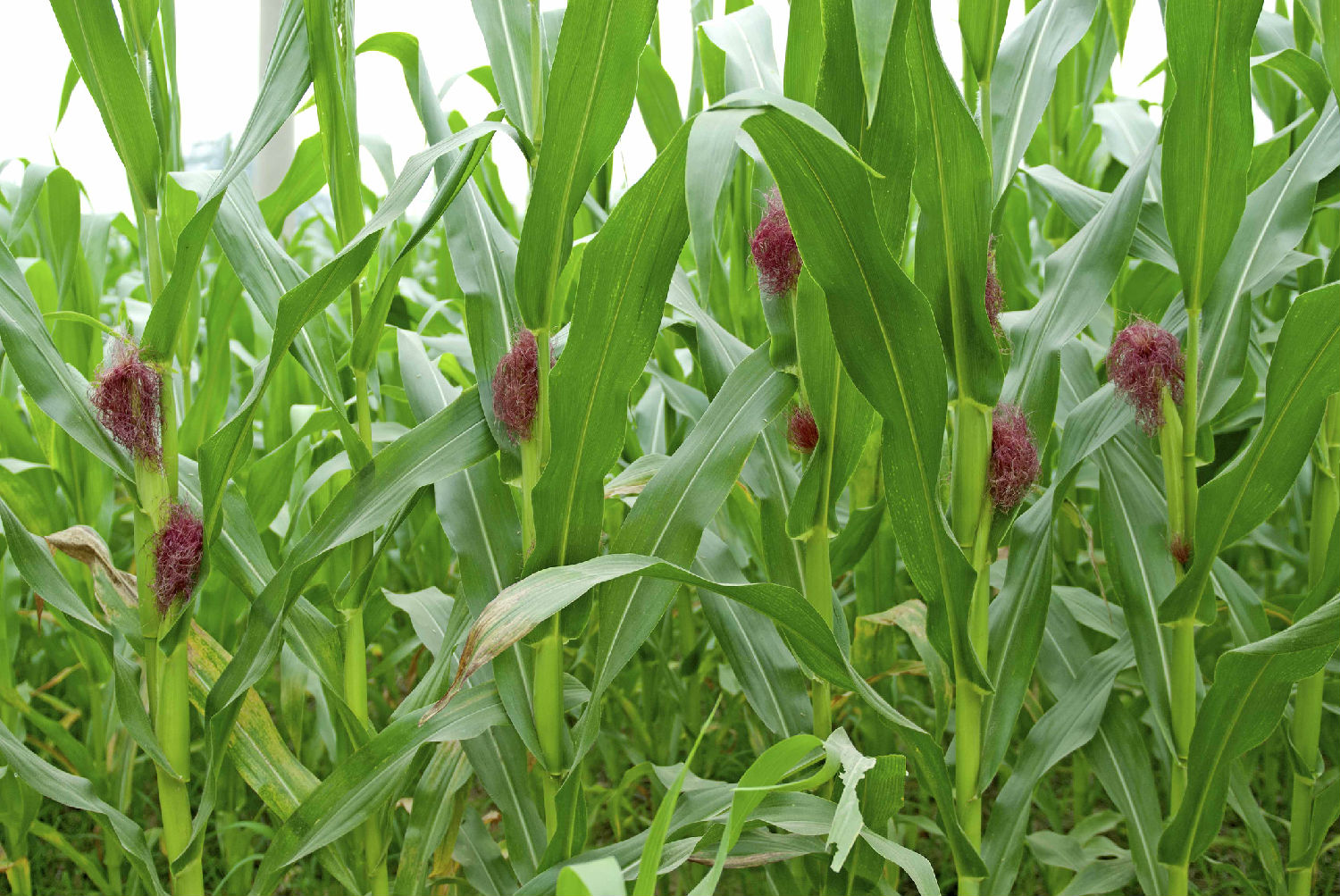 玉米灌浆期 玉米灌浆期