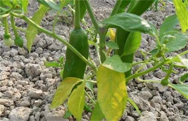 辣椒立枯病 辣椒立枯病