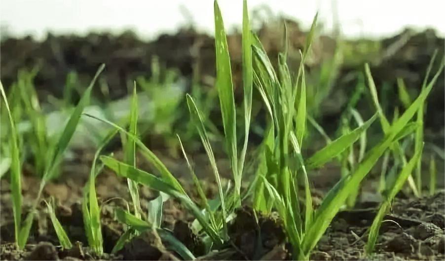 小麦出苗 小麦出苗