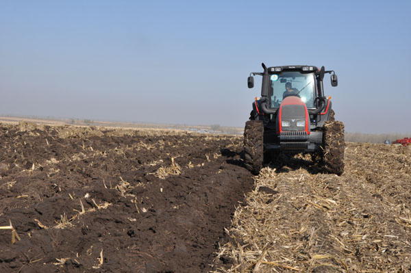 小麦茎基腐病 小麦茎基腐病