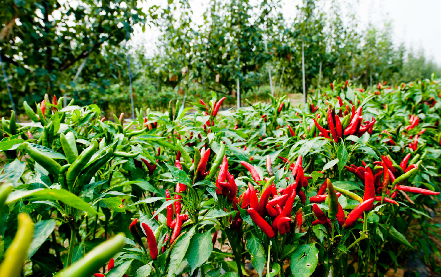 朝天椒.jpg 朝天椒.jpg