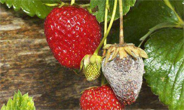 草莓灰霉病.jpg 草莓灰霉病.jpg