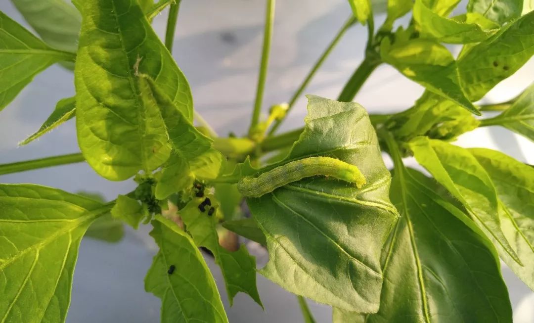 菜青虫