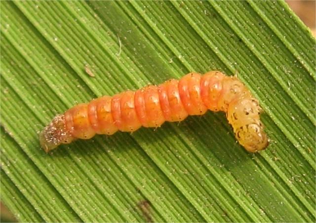 水稻卷叶螟 水稻卷叶螟