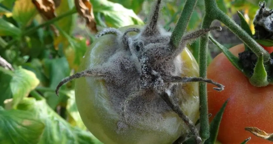 番茄病害 番茄病害