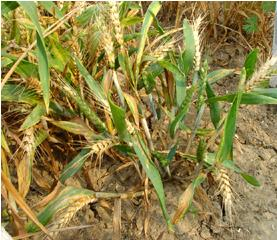 小麦黄矮病