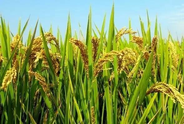 水稻病虫害 水稻病虫害