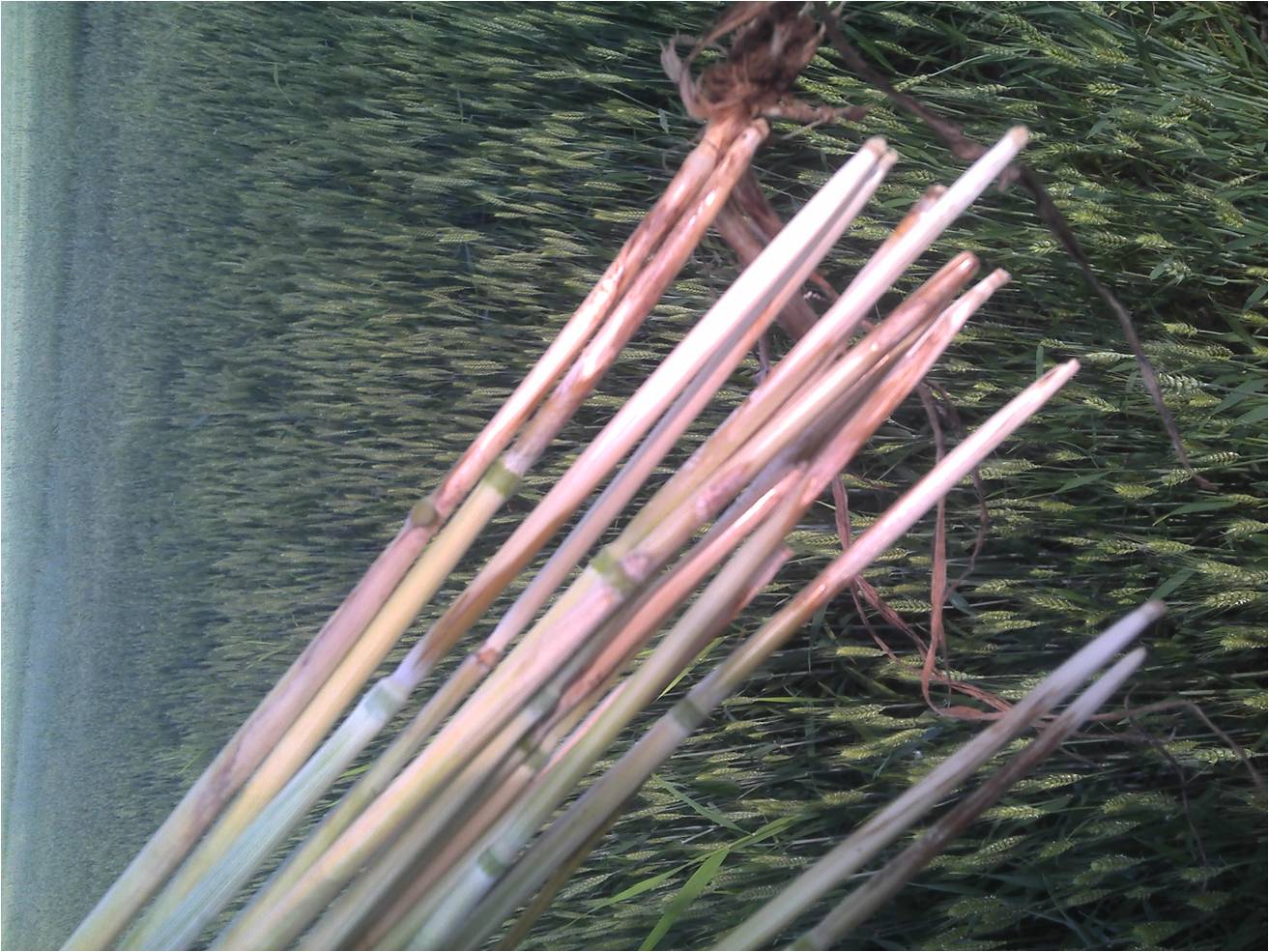 小麦白穗 小麦白穗