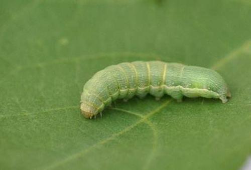甜菜夜蛾 甜菜夜蛾
