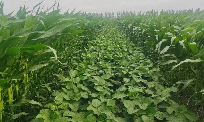 大豆玉米 大豆玉米