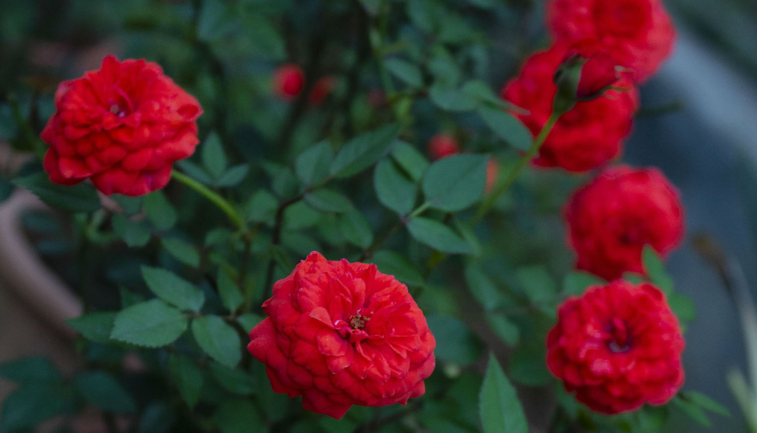 月季白粉病 月季白粉病