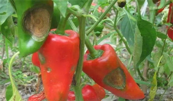 辣椒炭疽病 辣椒炭疽病