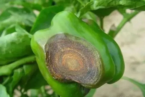 辣椒炭疽病 辣椒炭疽病