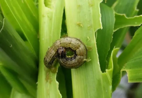 草地贪夜蛾 草地贪夜蛾