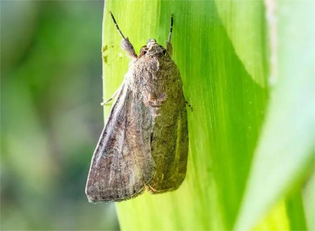 草地贪夜蛾 草地贪夜蛾