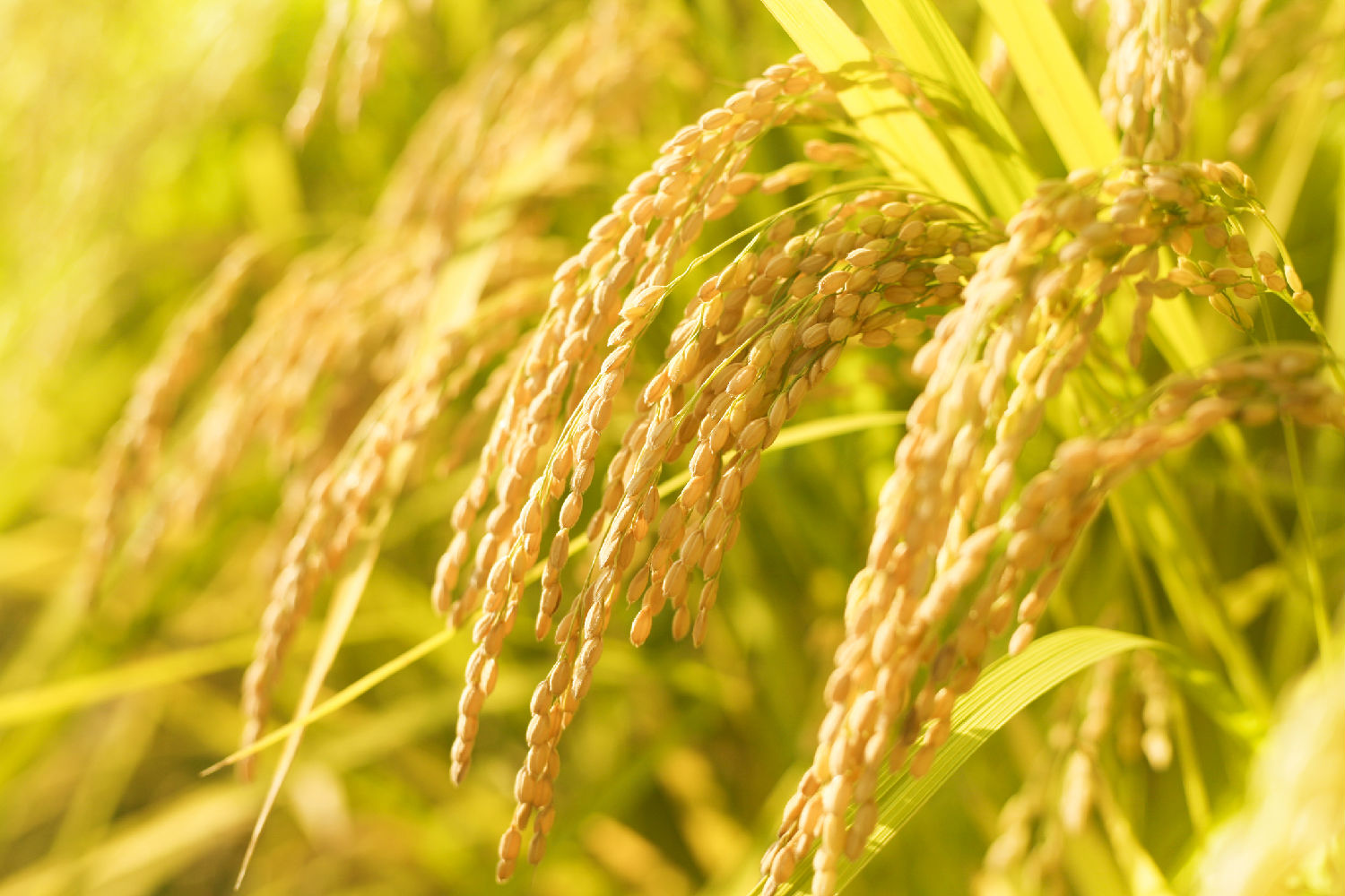 水稻.jpeg 水稻.jpeg