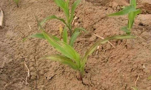 玉米2 (2).jpg 玉米2 (2).jpg