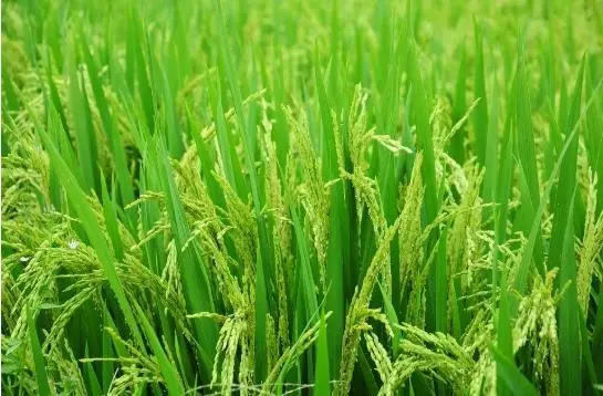 水稻 水稻