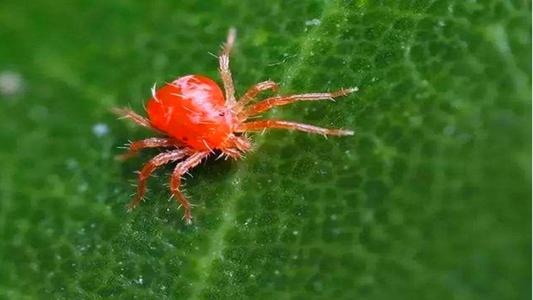 红蜘蛛 红蜘蛛