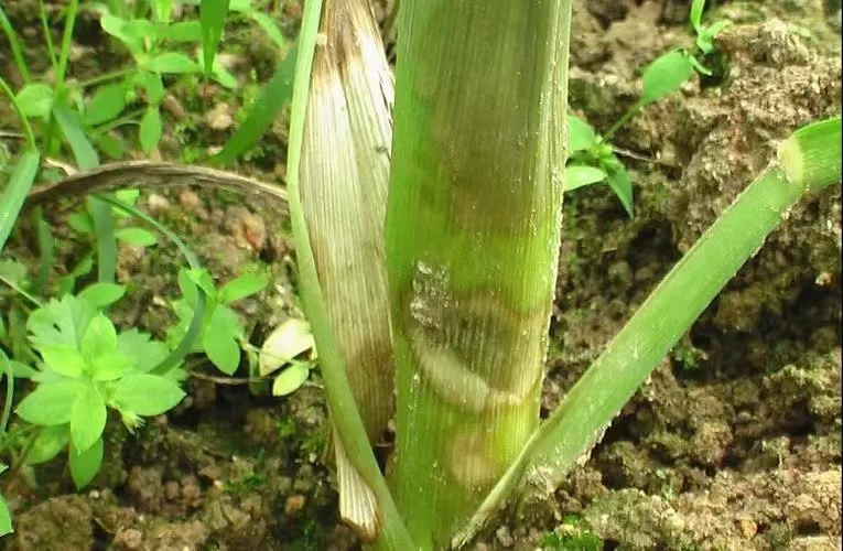 玉米茎基腐病 玉米茎基腐病