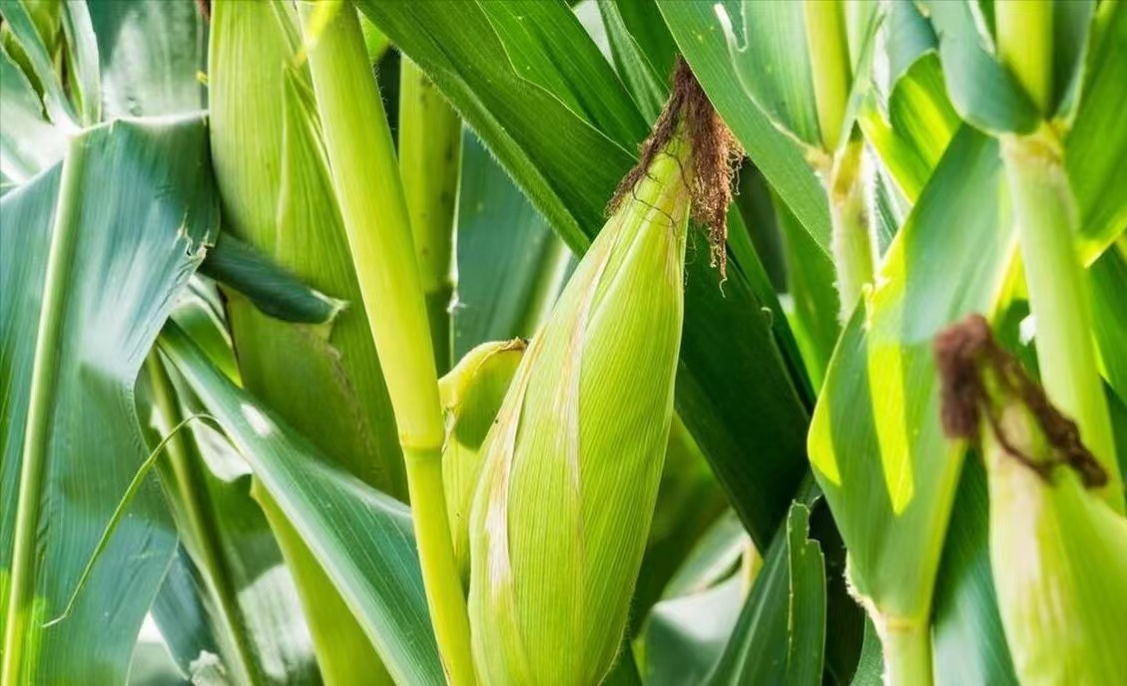 玉米茎基腐病 玉米茎基腐病