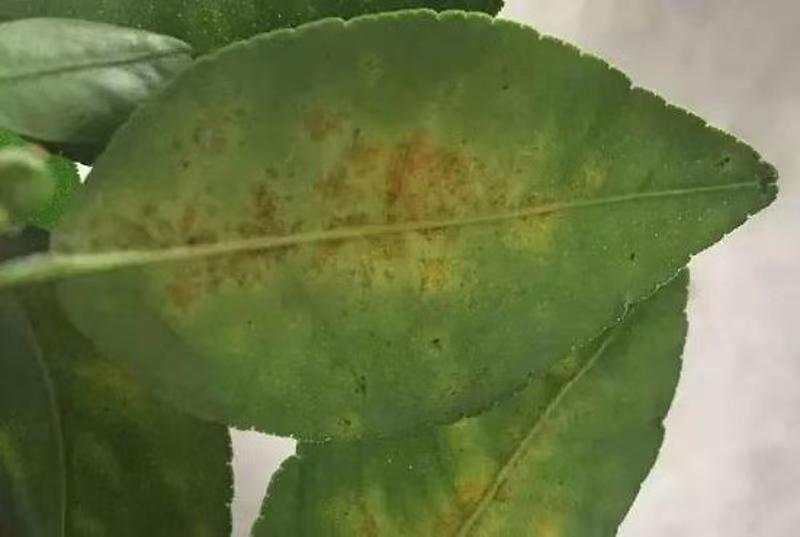 柑橘病害 柑橘病害