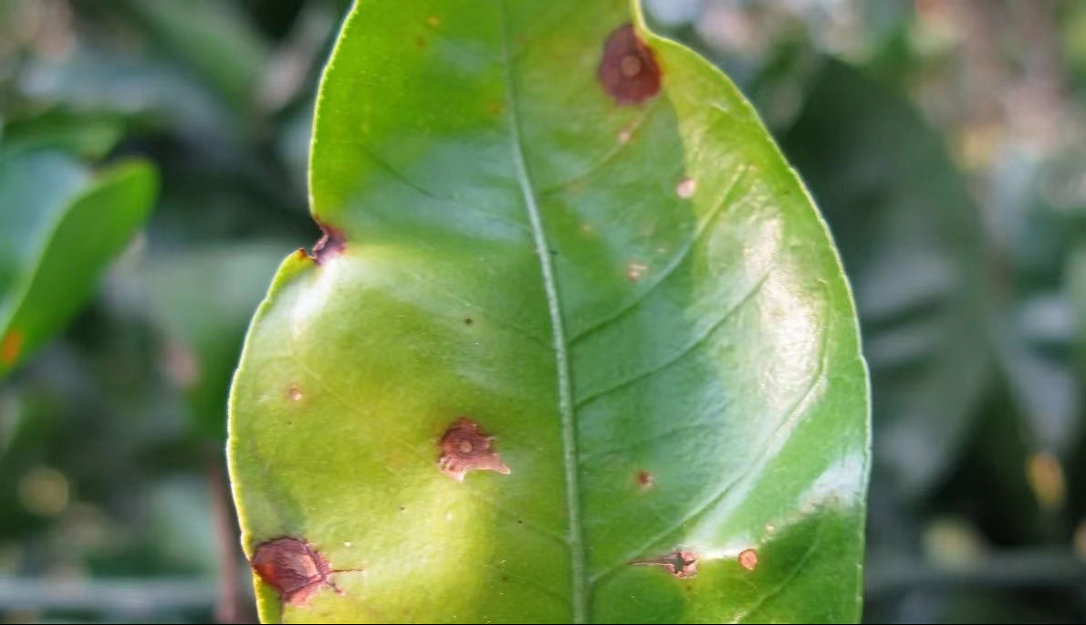 柑橘病害 柑橘病害