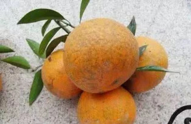 柑橘沙皮病 柑橘沙皮病