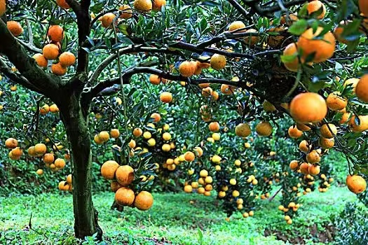 柑橘沙皮病 柑橘沙皮病