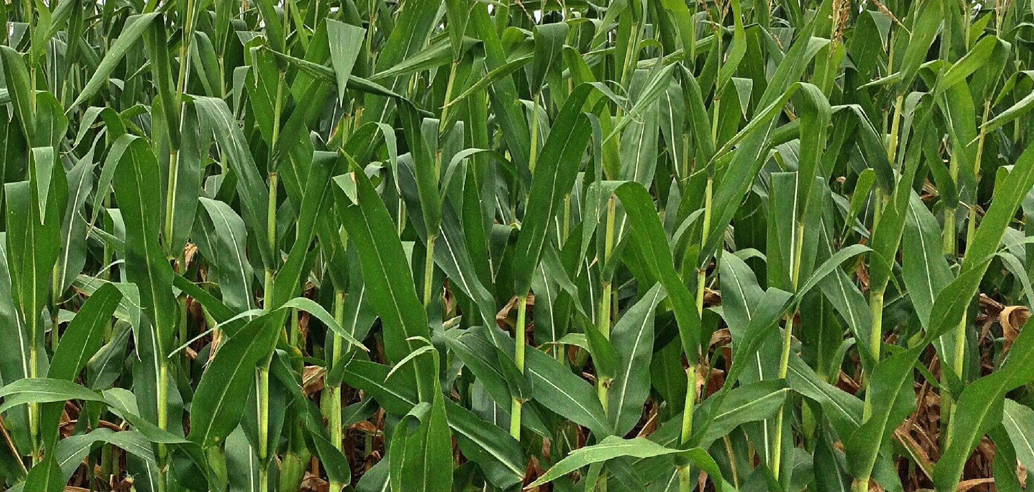 玉米 (2).jpg 玉米 (2).jpg