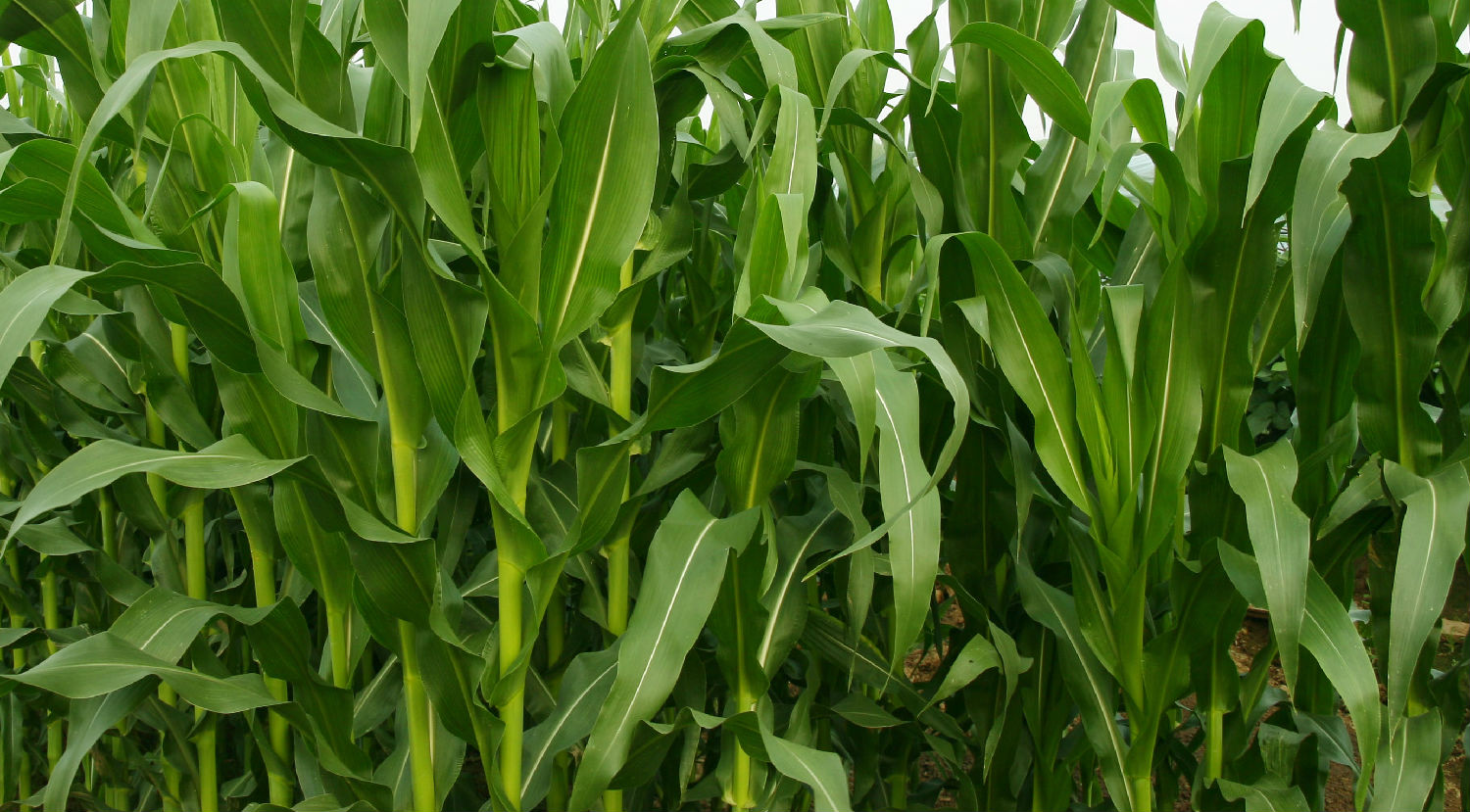 玉米植株.jpg 玉米植株.jpg