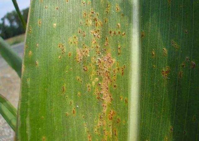 锈病玉米.jpg 锈病玉米.jpg