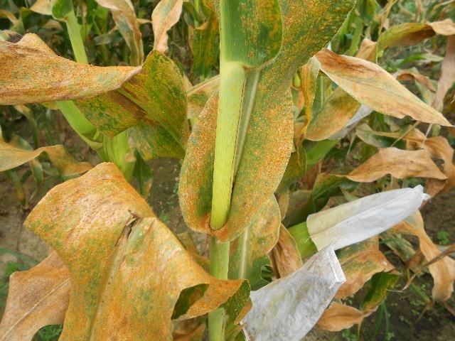 锈病玉米2.jpg 锈病玉米2.jpg