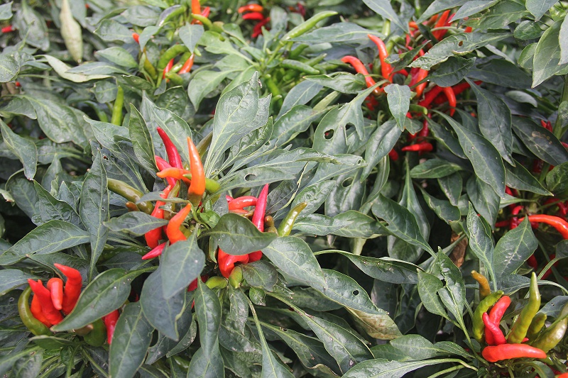 辣椒 辣椒