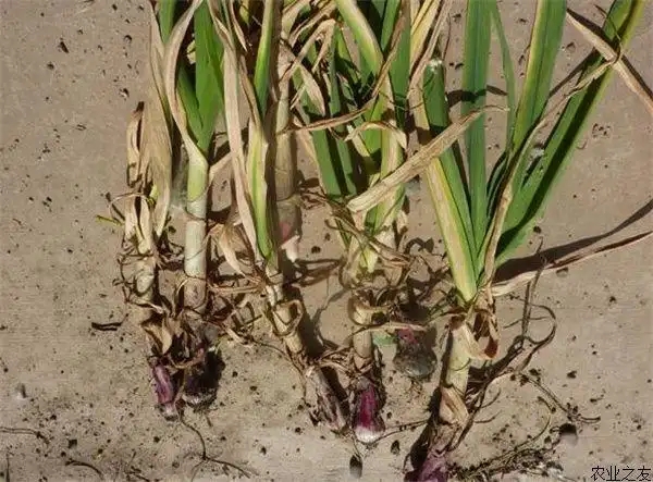 大蒜根腐病 大蒜根腐病