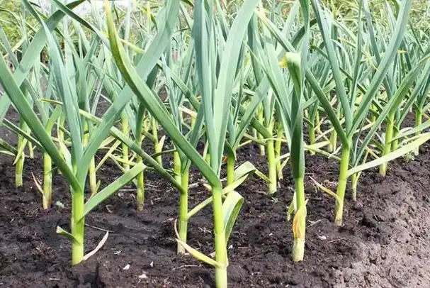 大蒜根腐病 大蒜根腐病