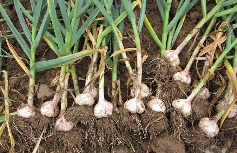 大蒜根腐病 大蒜根腐病