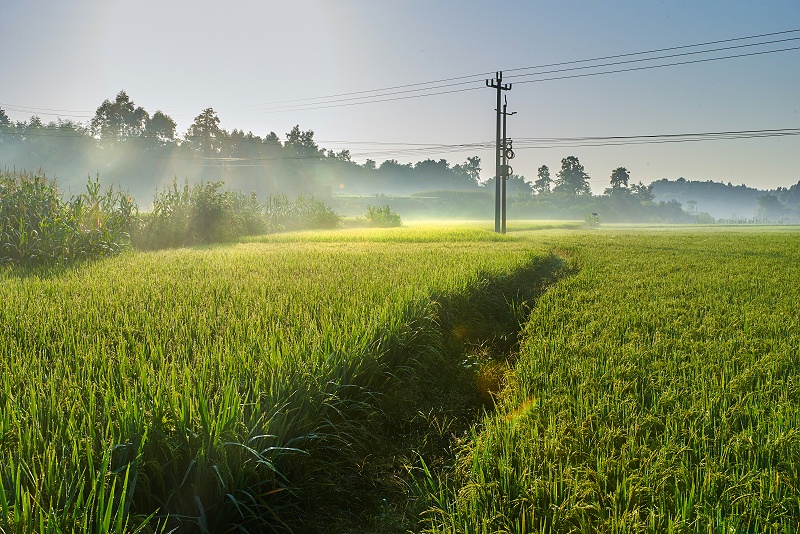 水稻病虫害 水稻病虫害