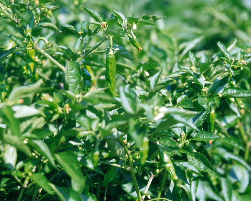 b54a00204997412b90a9d339a2309eed_4.jpg b54a00204997412b90a9d339a2309eed_4.jpg