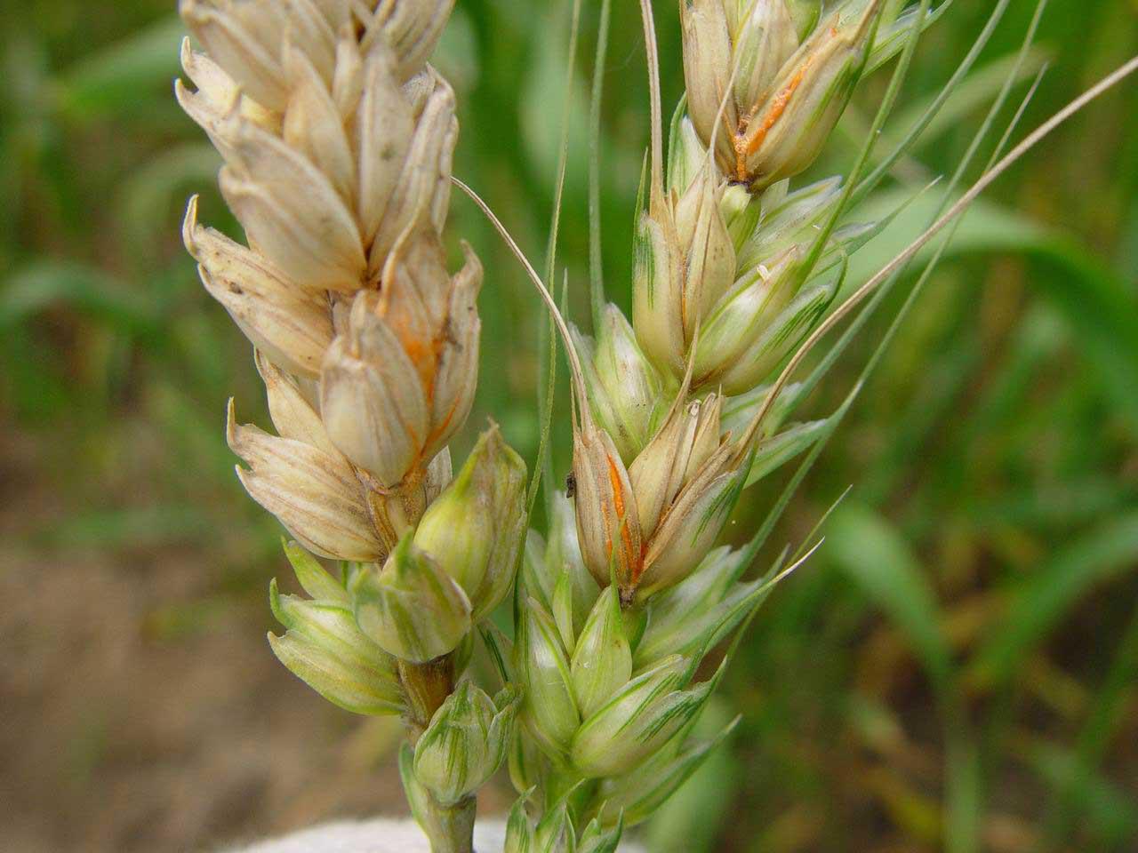 赤霉病.jpg 赤霉病.jpg