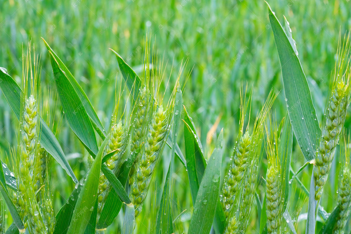 小麦后期.jpg 小麦后期.jpg