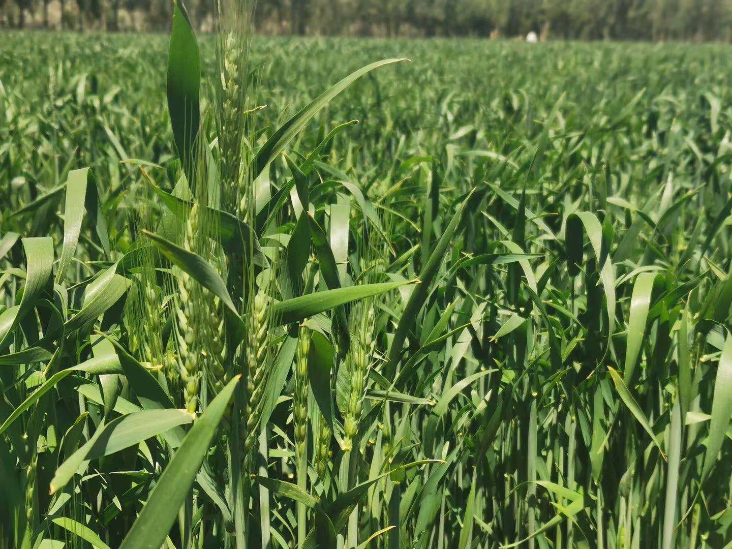 小麦后期1.jpg 小麦后期1.jpg